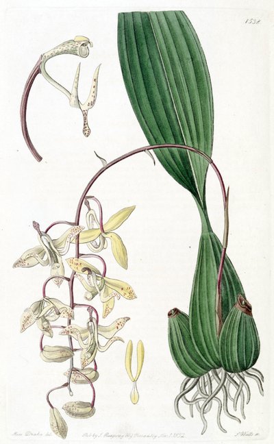 Cirrhaea loddigesii by Miss Drake